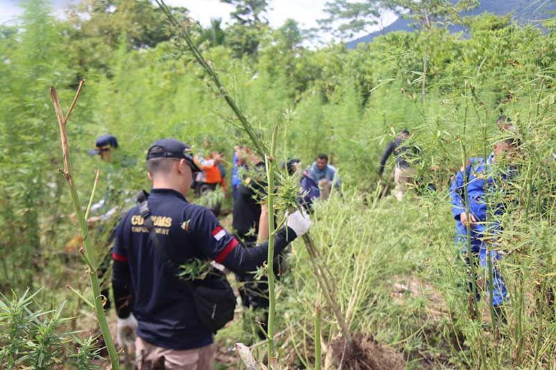 Polda Aceh musnahkan ladang ganja 5,3 hektar