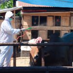 Satgas PMK Aceh disenfeksi kandang sapi