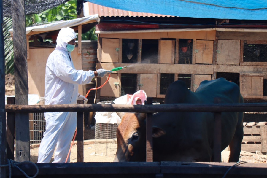 Satgas PMK Aceh disenfeksi kandang sapi