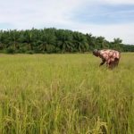 Tanaman padi petani Aceh Tamiang kerdil