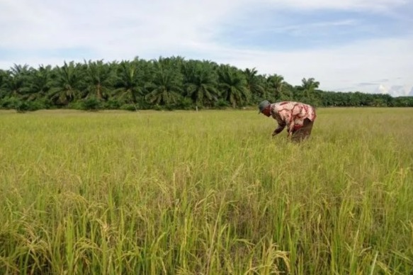 Tanaman padi petani Aceh Tamiang kerdil