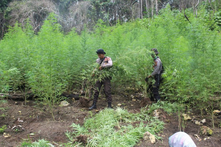 Polda Sumut gagalkan peredaran ganja dari Aceh