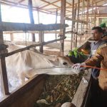 Pj Bupati Aceh Besar : Penanganan virus PMK prioritas 