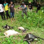 Harimau Sumatra mangsa ternak warga Aceh Selatan.