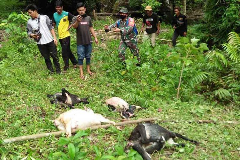 Harimau Sumatra mangsa ternak warga Aceh Selatan.