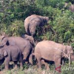 Gajah liar ubrak-abrik lahan peremajaan sawit di Aceh Jaya