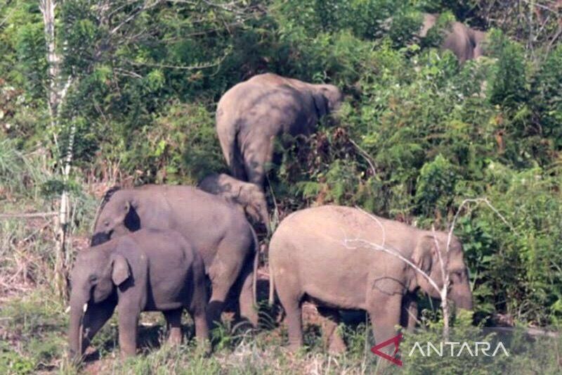 Gajah liar ubrak-abrik lahan peremajaan sawit di Aceh Jaya