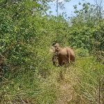 Gajah liar ubrak-abrik tanaman warga di Pidie