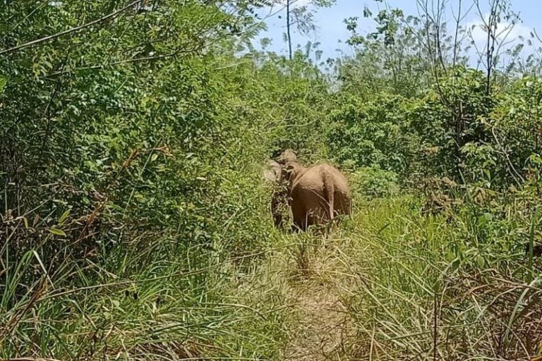 Gajah liar ubrak-abrik tanaman warga di Pidie