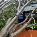 Pohon tumbang timpa rumah warga di Aceh Besar