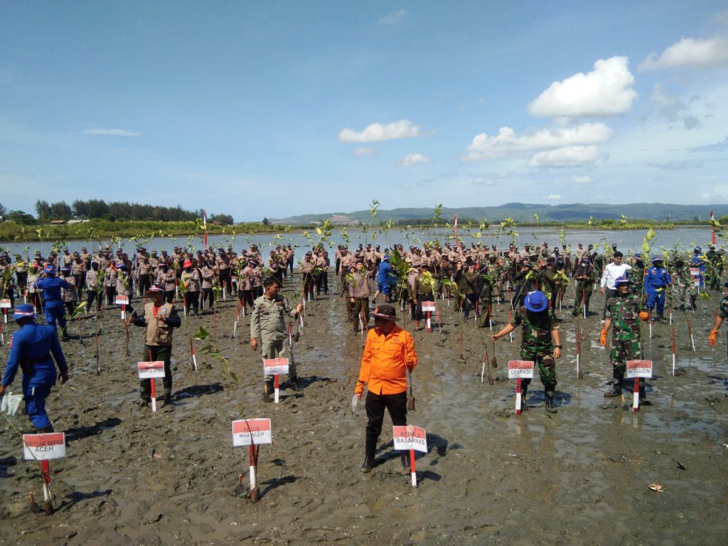 Polda Aceh tanam 77 ribu bibit mangrove di usia 77 tahun kemerdekaan RI