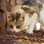 Coklat dan tulang ayam tidak baik bagi makanan kucing
