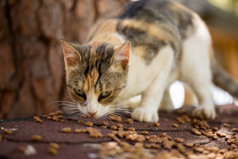 Coklat dan tulang ayam tidak baik bagi makanan kucing