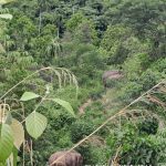 Warga Pidie giring gajah dari kebun ke hutan