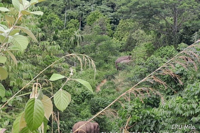 Warga Pidie giring gajah dari kebun ke hutan