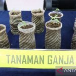 Tanam ganja di rumahnya, pemuda di Bogor ditangkap polisi