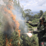 Dipimpin jenderal bintang satu, BNN musnahkan ladang ganja di Aceh