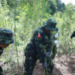 Tujuh jenderal ubrak-abrik 7 hektare ladang ganja di Aceh Besar