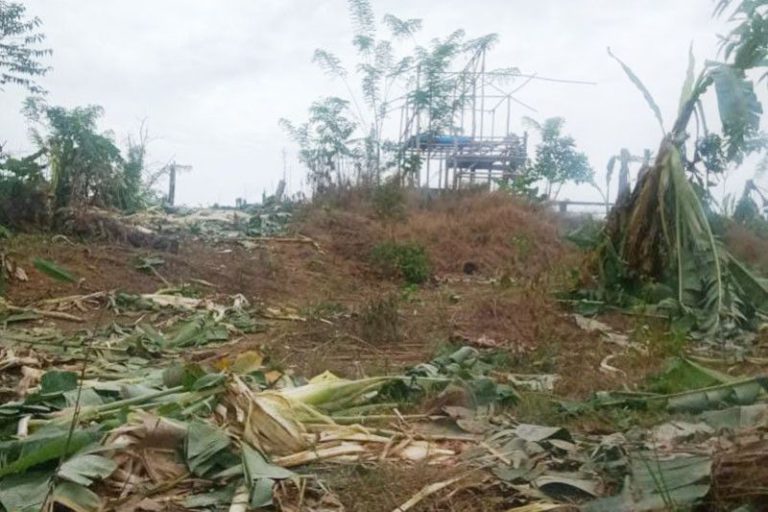 Kawanan gajah rusak kebun warga di Aceh Timur