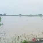 1.401 hektare sawah di Aceh Utara terendam banjir