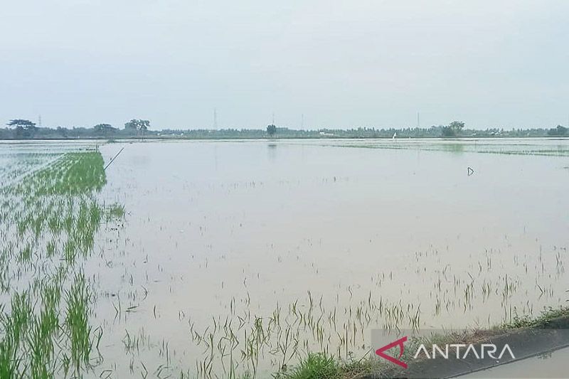 1.401 hektare sawah di Aceh Utara terendam banjir