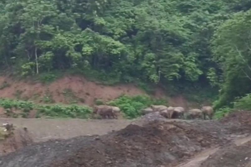 Gajah liar berkeliaran di Pidie, aktivitas petani terganggu