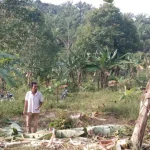 Kawanan gajah ubrak-abrik kebun warga di Aceh Timur