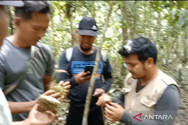 Jenis durian langka ditemukan di kawasan hutan Sumbar