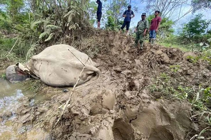 Gajah jinak CRU Aceh Timur mati diserang kawanan gajah liar