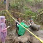 BKSDA turunkan tim nekropsi bangkai gajah di Aceh Timur