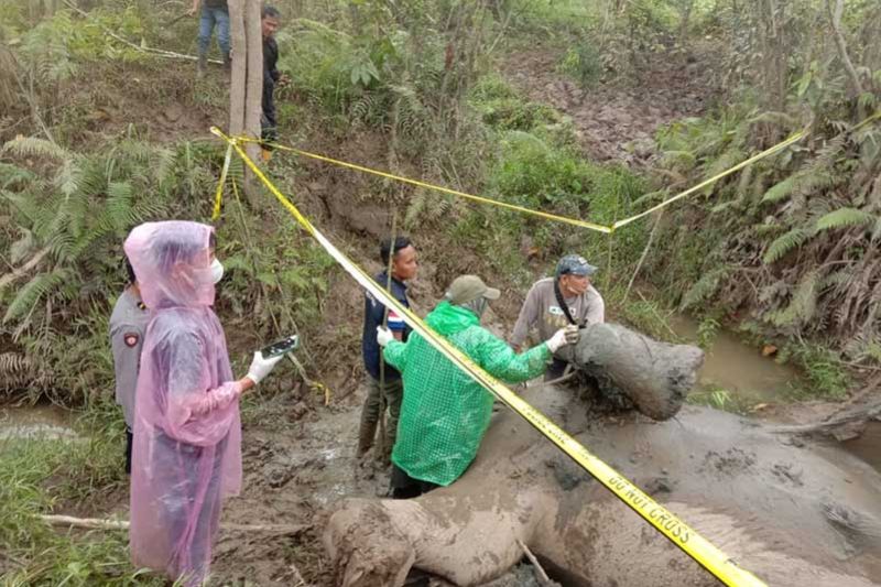 BKSDA turunkan tim nekropsi bangkai gajah di Aceh Timur