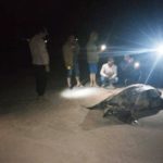 Penyu belimbing ditemukan mati di Pulau Simeulue