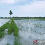1.230 hektare padi di Aceh Utara terancam puso karena banjir