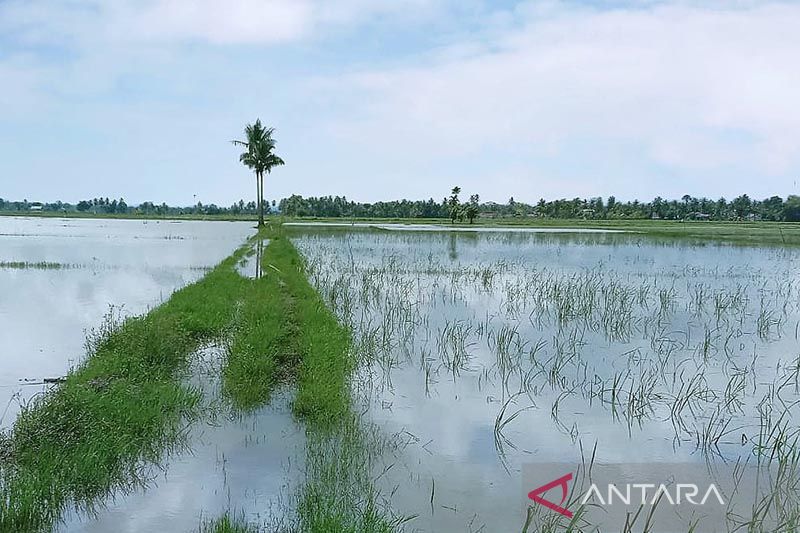 1.230 hektare padi di Aceh Utara terancam puso karena banjir