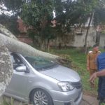 Mobil warga Banda Aceh tertimpa pohon saat jemput anak di sekolah