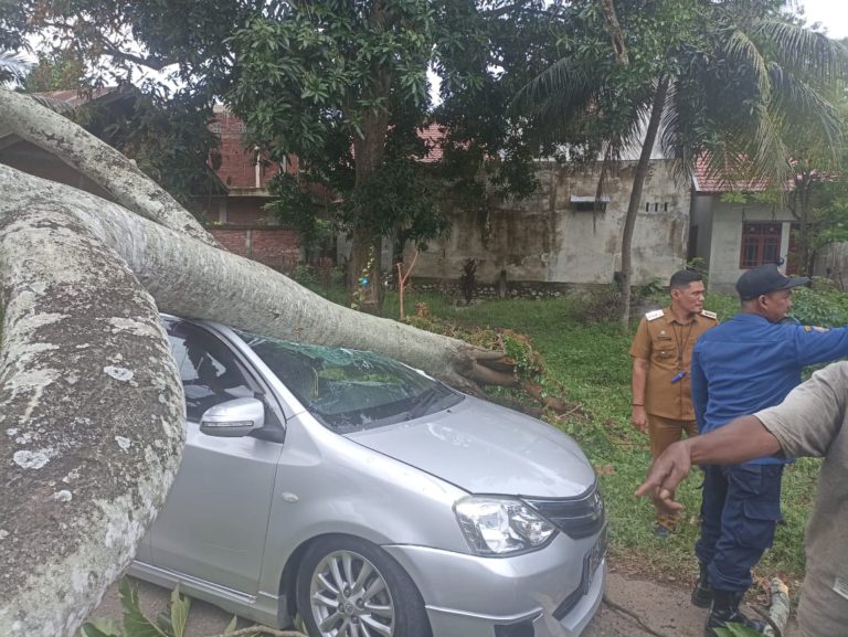 Mobil warga Banda Aceh tertimpa pohon saat jemput anak di sekolah