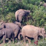Sembilan desa di Nagan Raya jadi sasaran gajah liar