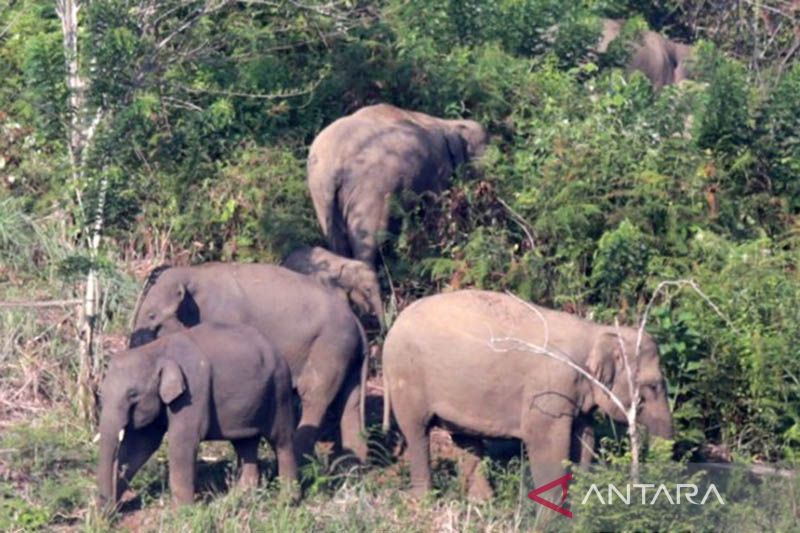 Sembilan desa di Nagan Raya jadi sasaran gajah liar