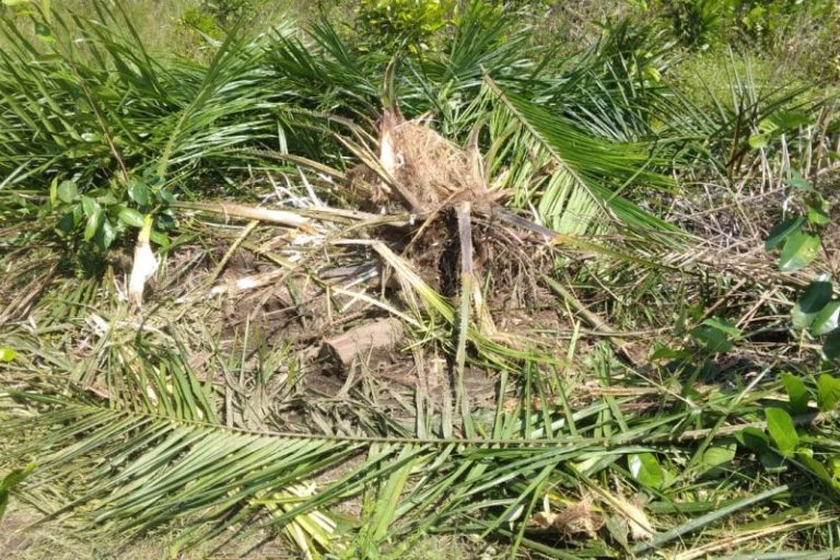 Kawanan gajah liar rusak sawit dan kelapa warga Aceh Jaya