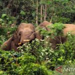 Kawanan gajah rusak kebun dan sawah warga di Pidie