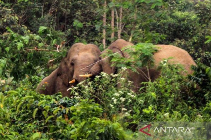 Kawanan gajah rusak kebun dan sawah warga di Pidie