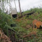 Dua petani kritis usai diserang harimau di Aceh Selatan