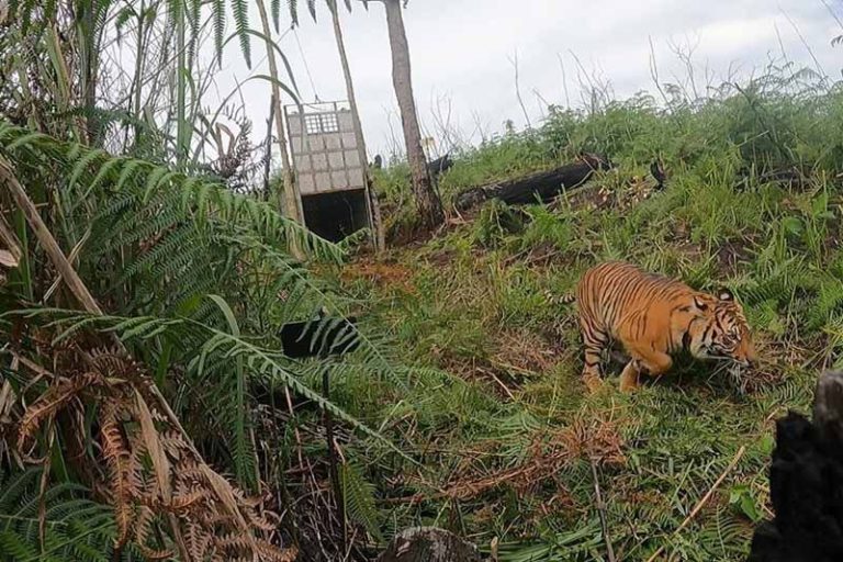 Dua petani kritis usai diserang harimau di Aceh Selatan