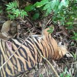 Seekor harimau mati di Aceh Timur, polisi turun tangan