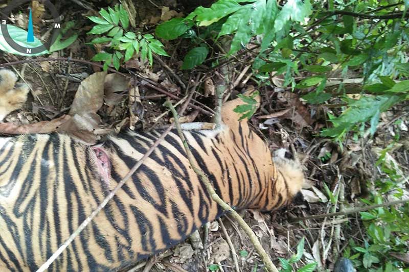 Seekor harimau mati di Aceh Timur, polisi turun tangan