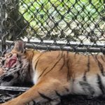 Kondisi harimau yang serang warga di Aceh Selatan berangsur membaik