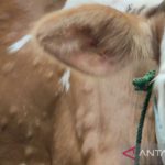 Penyakit kulit berbenjol serang ratusan sapi di Jawa Tengah