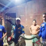 Ular King Cobra 3,5 meter masuk rumah warga di Aceh Besar
