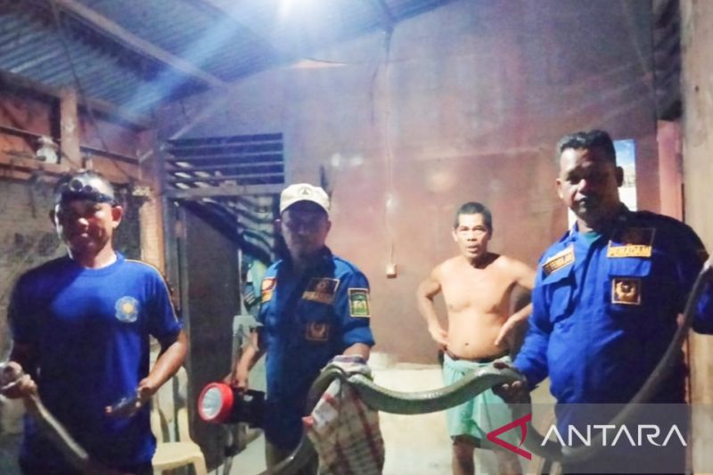 Ular King Cobra 3,5 meter masuk rumah warga di Aceh Besar