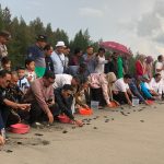 143 ekor tukik dilepasliarkan di Aceh Jaya